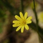 Crepis micrantha Flower