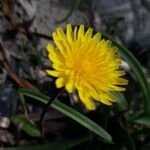 Sonchus bulbosus Kvet