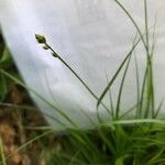 Carex muricata 花