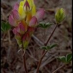 Lupinus stiversii 花