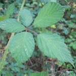 Rubus questieri 葉
