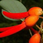 Erythrina globocalyx Vaisius