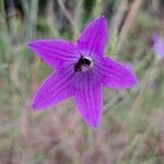 Campanula patula花