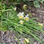 Freesia leichtlinii Flower