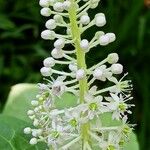 Phytolacca esculenta Квітка