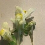 Linaria supina Blüte