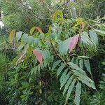 Toxicodendron succedaneum Levél