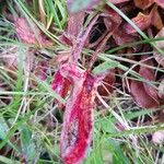 Rumex acetosella 葉