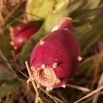 Opuntia ficus-indica Frucht