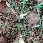 Andrographis paniculata Blomst