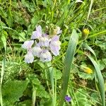 Linaria repensBlüte