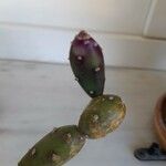 Opuntia elata Blatt