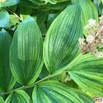 Maianthemum racemosum 葉