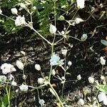 Gypsophila elegans Λουλούδι