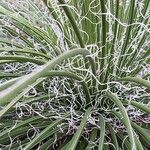 Agave geminiflora Hoja