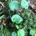 Soldanella villosa Leaf