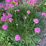 Armeria alpinaKukka