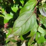 Cornus racemosa Blatt