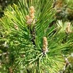 Pinus mugo Leht