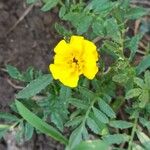 Tagetes patulaBloem