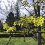 Acer truncatum Folha