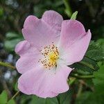 Rosa micrantha Blüte