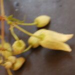 Clematis connata Fruto