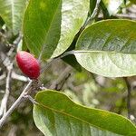 Hunga rhamnoides Fruct