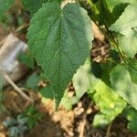 Sida cordata Frunză