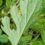 Jacobaea vulgaris Blatt