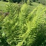 Athyrium distentifolium Blad