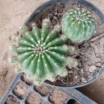 Echinopsis oxygonaЛист