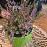 Calluna vulgaris Blüte