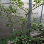 Gmelina philippensis Tervik taim