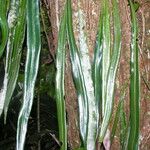 Elaphoglossum herminieri Liść
