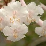 Rhododendron tuba