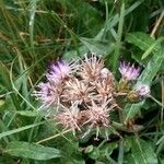 Saussurea alpina Flower