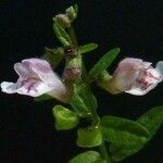 Scutellaria minor 花