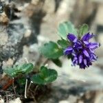 Paederota bonarota Blomma