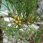 Pinus nigra Blatt