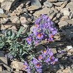 Linaria alpina Kvet