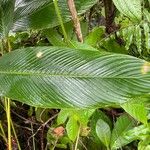 Phrynium pubinerve Leaf