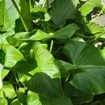 Zantedeschia aethiopica Blatt