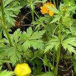 Trollius chinensis पत्ता