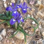 Moraea sisyrinchium عادت