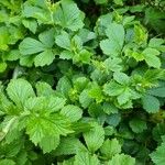 Geum macrophyllumLeht