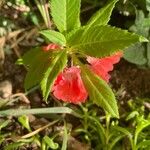 Impatiens balsamina Blad