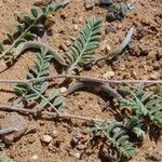 Astragalus eremophilus Leaf