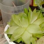 Haworthia cymbiformis Yaprak
