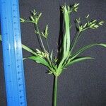 Cyperus laxus Іншае